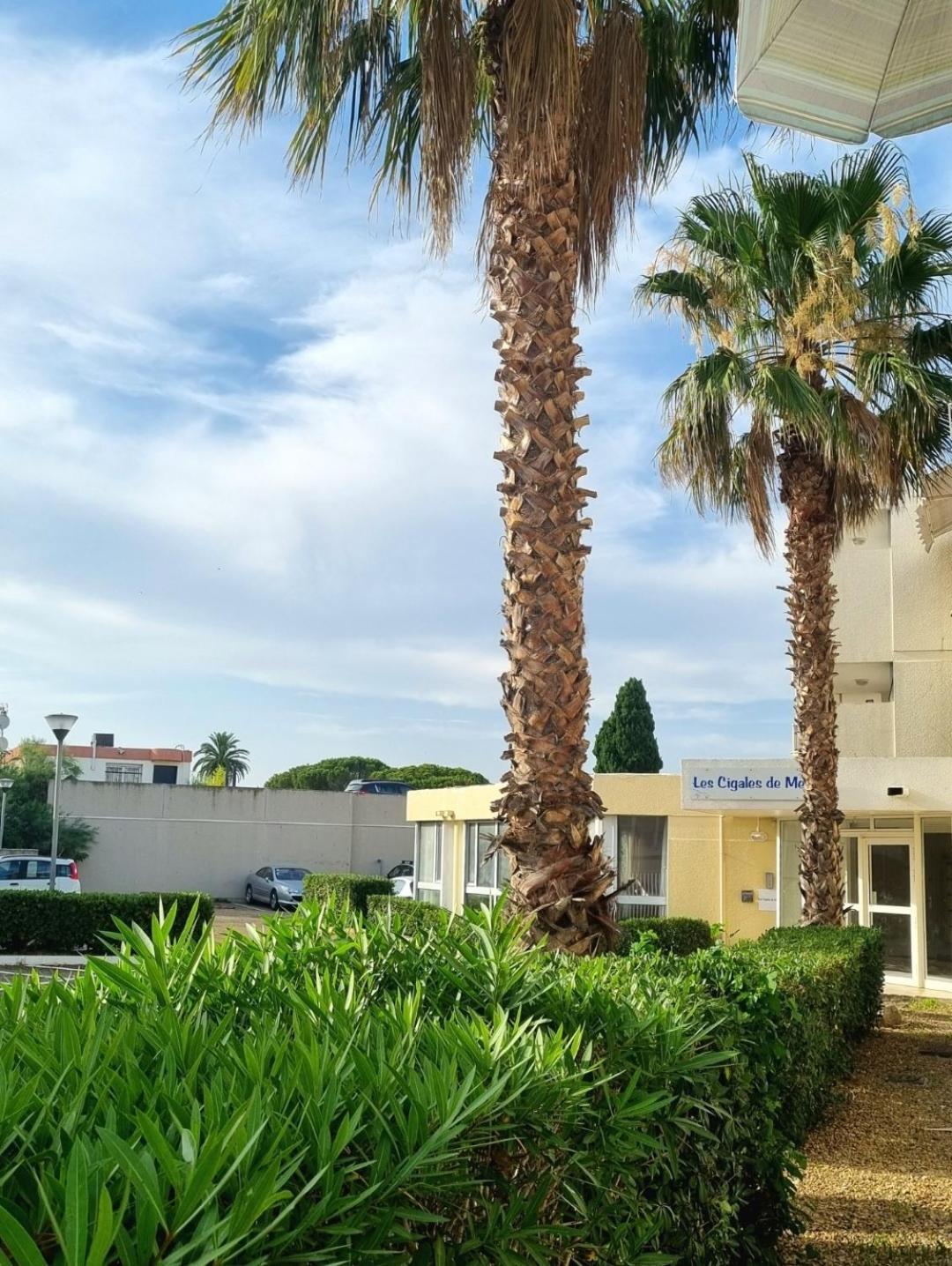 100 M De La Plage - Les Cigales De Mer - Studio Cabine - Parking Le Grau-du-Roi Exterior foto